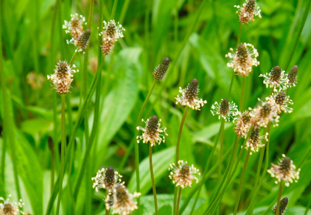 Plantago Lanceolata